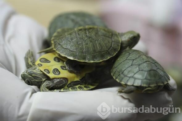 Malezya'da 5 binden fazla kaplumbağa havalimanında ele geçirildi
