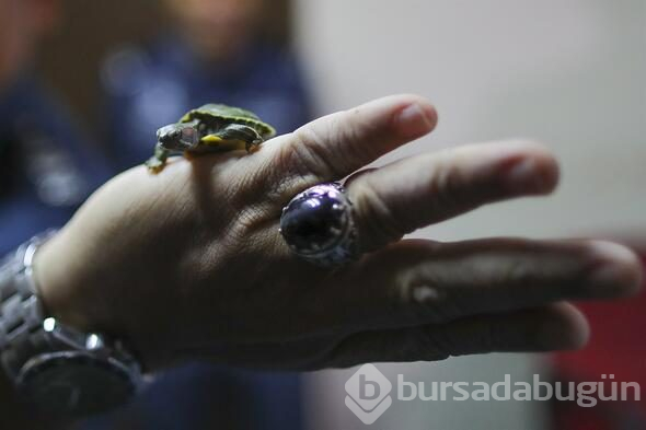 Malezya'da 5 binden fazla kaplumbağa havalimanında ele geçirildi
