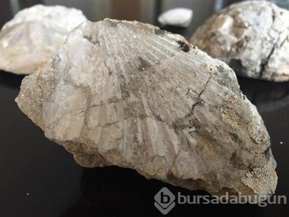 Kahramanmaraş'ta 35 milyon yıllık fosil bulundu
