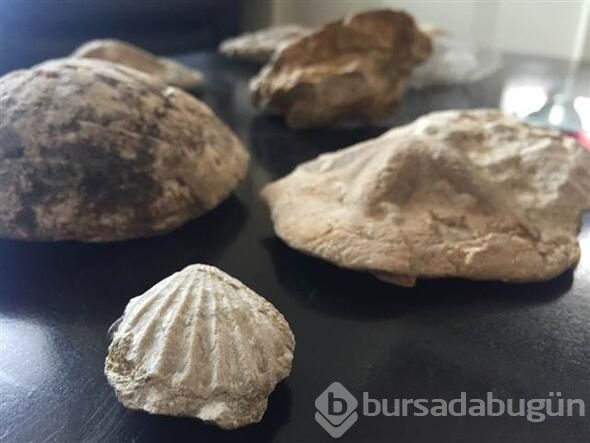 Kahramanmaraş'ta 35 milyon yıllık fosil bulundu
