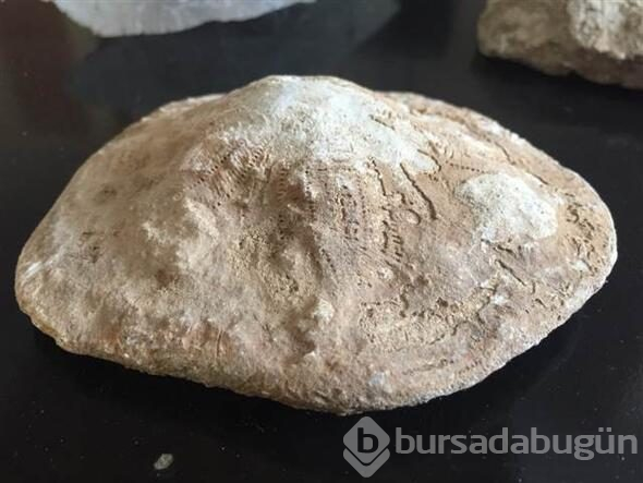 Kahramanmaraş'ta 35 milyon yıllık fosil bulundu
