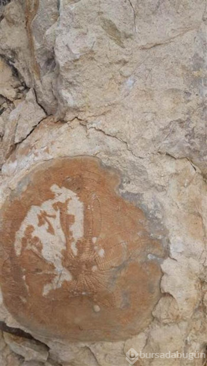 Kahramanmaraş'ta 35 milyon yıllık fosil bulundu
