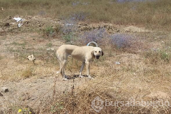Yaşlı adama köpekler tarafından saldırı