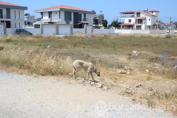 Yaşlı adama köpekler tarafından saldırı