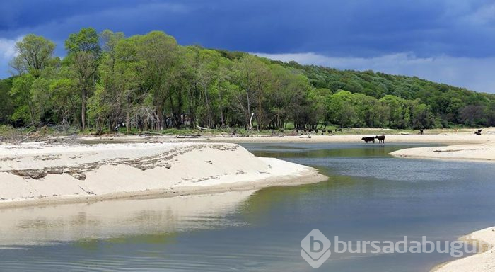 Trakya'da bir cennet: İğneada Longoz Ormanları
