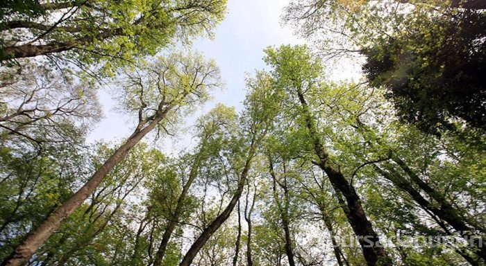 Trakya'da bir cennet: İğneada Longoz Ormanları
