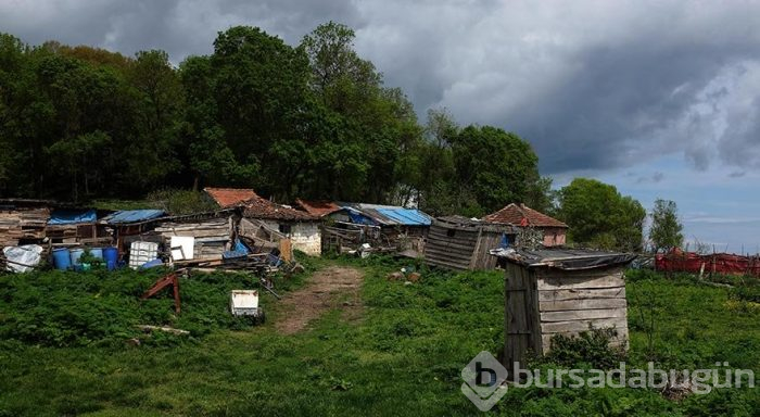 Trakya'da bir cennet: İğneada Longoz Ormanları
