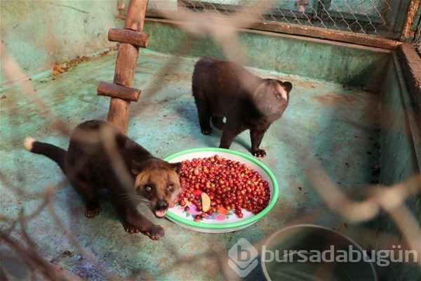 Dünyanın en pahalı kahvesi
