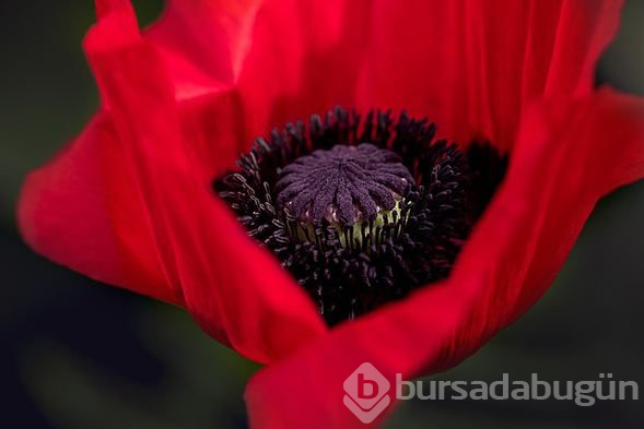 Sinekleri 'çeken' 5 neden