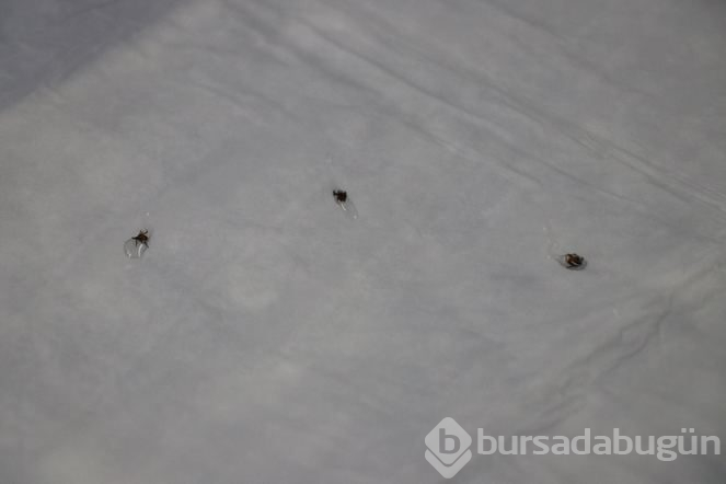 Keneyi eliyle çıkardı,hayatını kaybetti