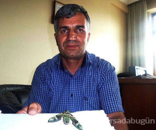 Ender görülen "Mekik Kelebeği" Van'da bulundu