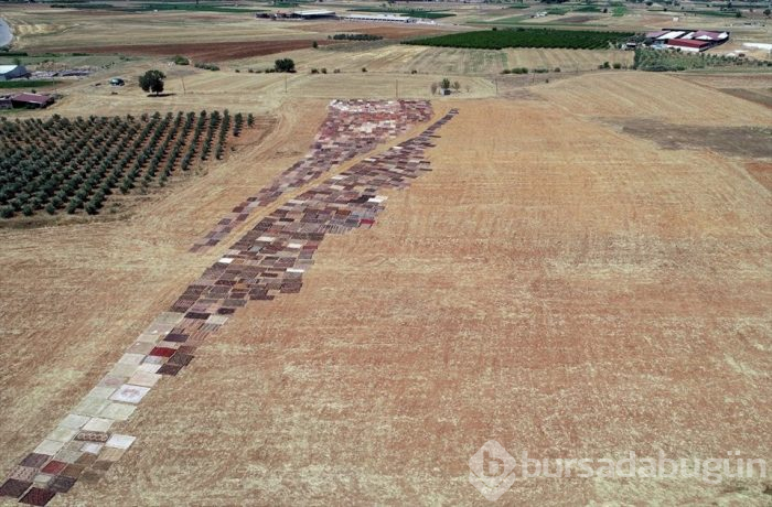 Halı tarlalarının göz alıcı şöleni