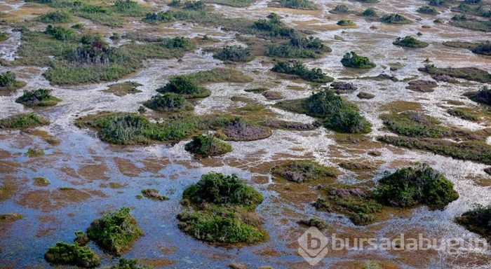 Florida'nın dev bataklığı Loxahatchee
