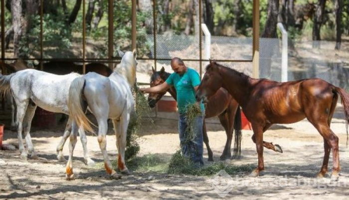 Faytonlardan kurtarılan atlara özel ilgi