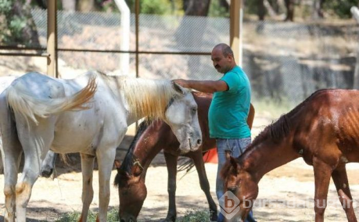 Faytonlardan kurtarılan atlara özel ilgi