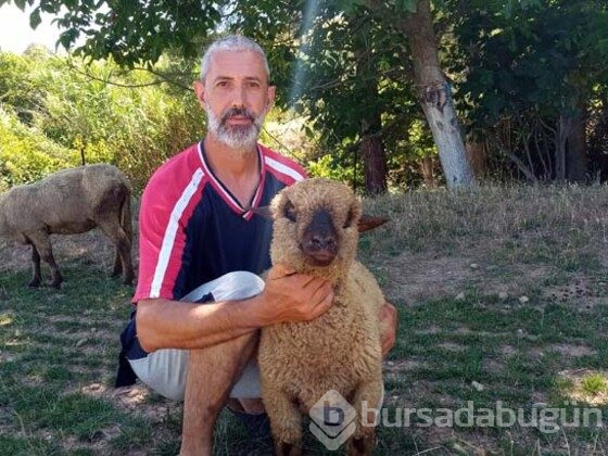 Doğmamış yavru bile satılıyor! Talebe yetişemiyorlar