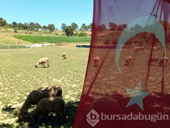 Doğmamış yavru bile satılıyor! Talebe yetişemiyorlar