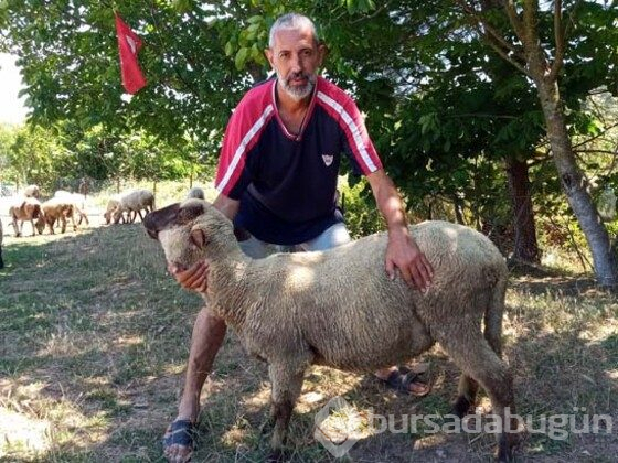 Doğmamış yavru bile satılıyor! Talebe yetişemiyorlar