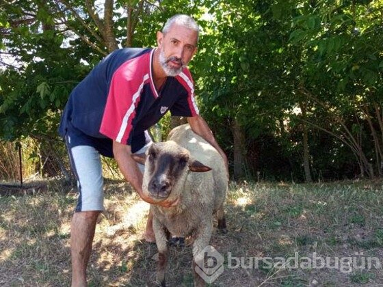 Doğmamış yavru bile satılıyor! Talebe yetişemiyorlar