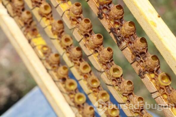 Kilosu 8 bin lira, taleplere yetişemiyor