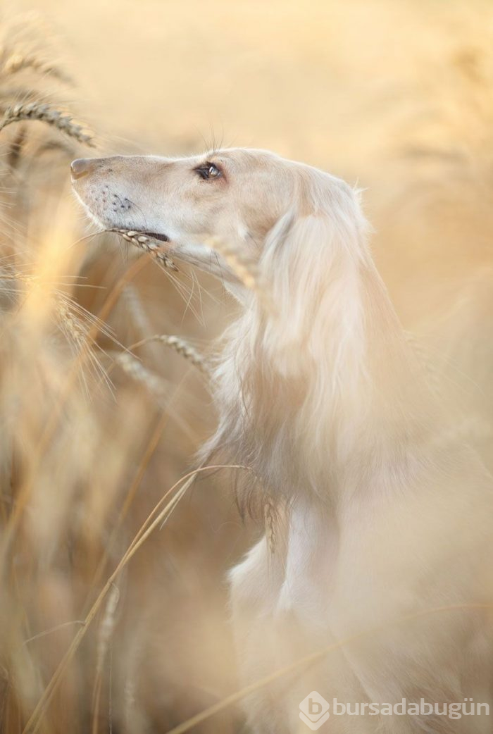 2019 Köpek Fotoğrafçıları Yarışması'nın kazananları