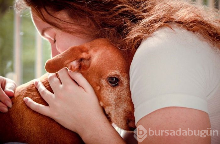 2019 Köpek Fotoğrafçıları Yarışması'nın kazananları