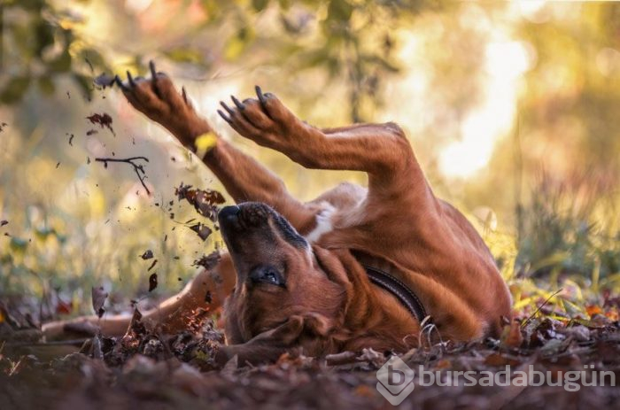 2019 Köpek Fotoğrafçıları Yarışması'nın kazananları