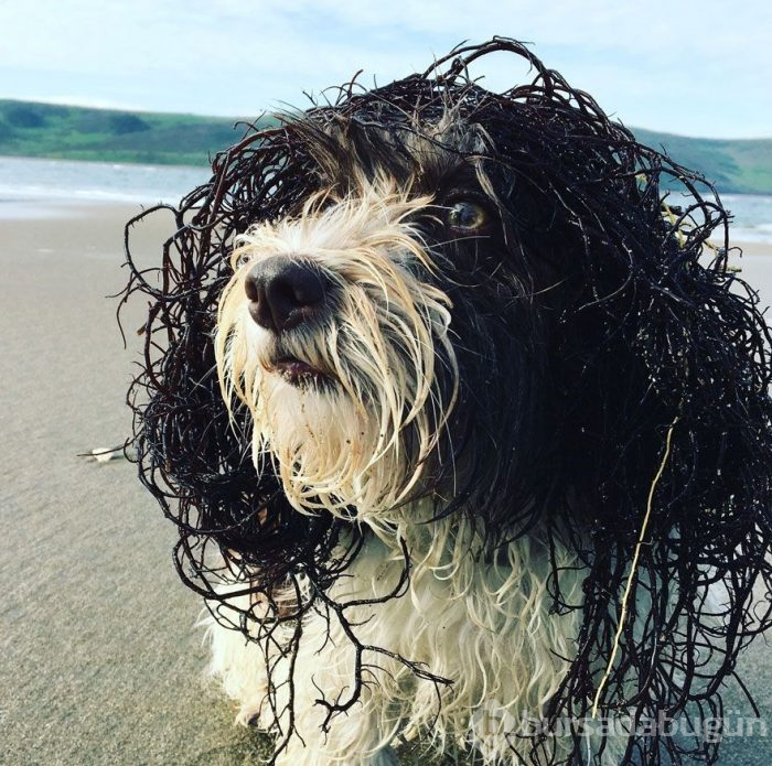 2019 Köpek Fotoğrafçıları Yarışması'nın kazananları