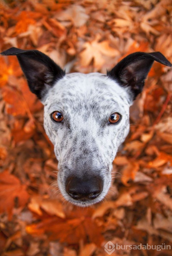 2019 Köpek Fotoğrafçıları Yarışması'nın kazananları