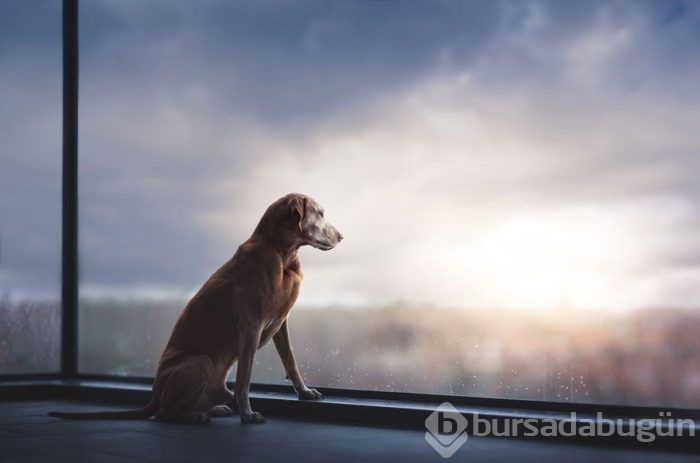 2019 Köpek Fotoğrafçıları Yarışması'nın kazananları