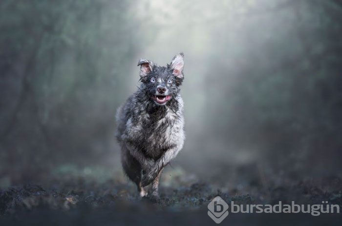 2019 Köpek Fotoğrafçıları Yarışması'nın kazananları