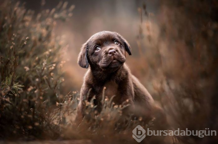 2019 Köpek Fotoğrafçıları Yarışması'nın kazananları