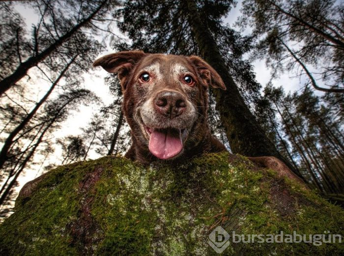 2019 Köpek Fotoğrafçıları Yarışması'nın kazananları