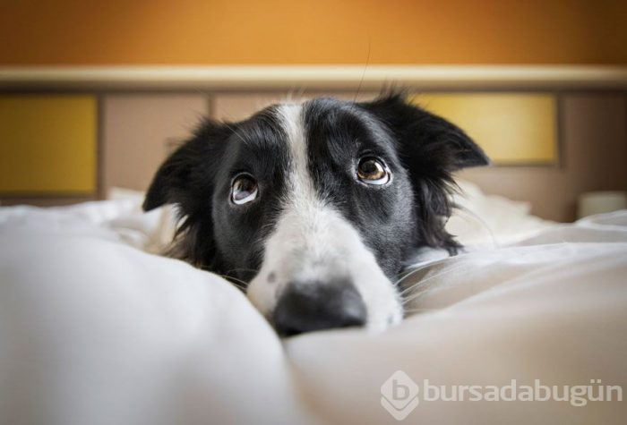 2019 Köpek Fotoğrafçıları Yarışması'nın kazananları