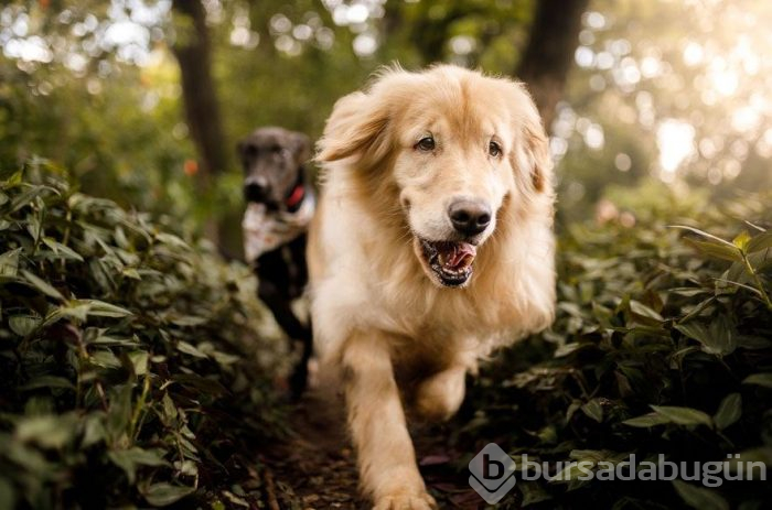 2019 Köpek Fotoğrafçıları Yarışması'nın kazananları