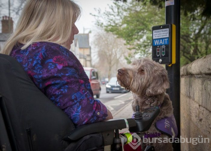 2019 Köpek Fotoğrafçıları Yarışması'nın kazananları