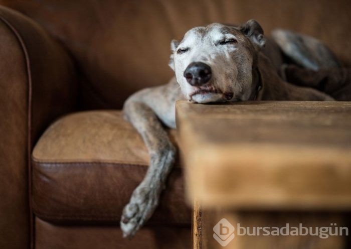 2019 Köpek Fotoğrafçıları Yarışması'nın kazananları