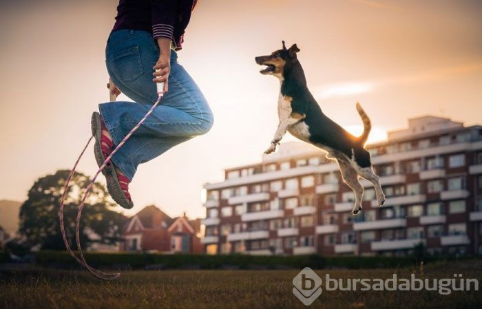 2019 Köpek Fotoğrafçıları Yarışması'nın kazananları