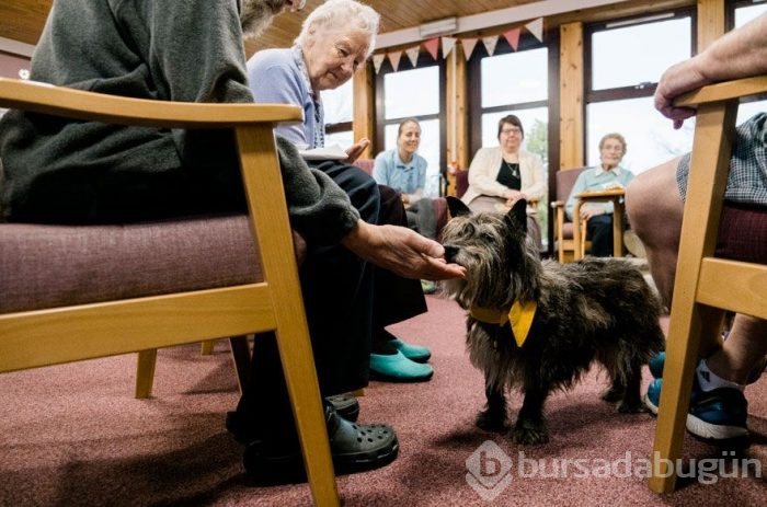 2019 Köpek Fotoğrafçıları Yarışması'nın kazananları