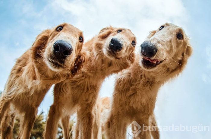 2019 Köpek Fotoğrafçıları Yarışması'nın kazananları