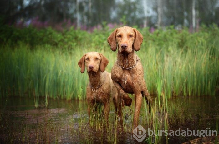 2019 Köpek Fotoğrafçıları Yarışması'nın kazananları