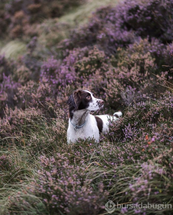 2019 Köpek Fotoğrafçıları Yarışması'nın kazananları