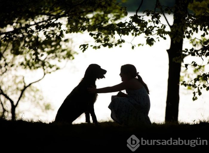 2019 Köpek Fotoğrafçıları Yarışması'nın kazananları