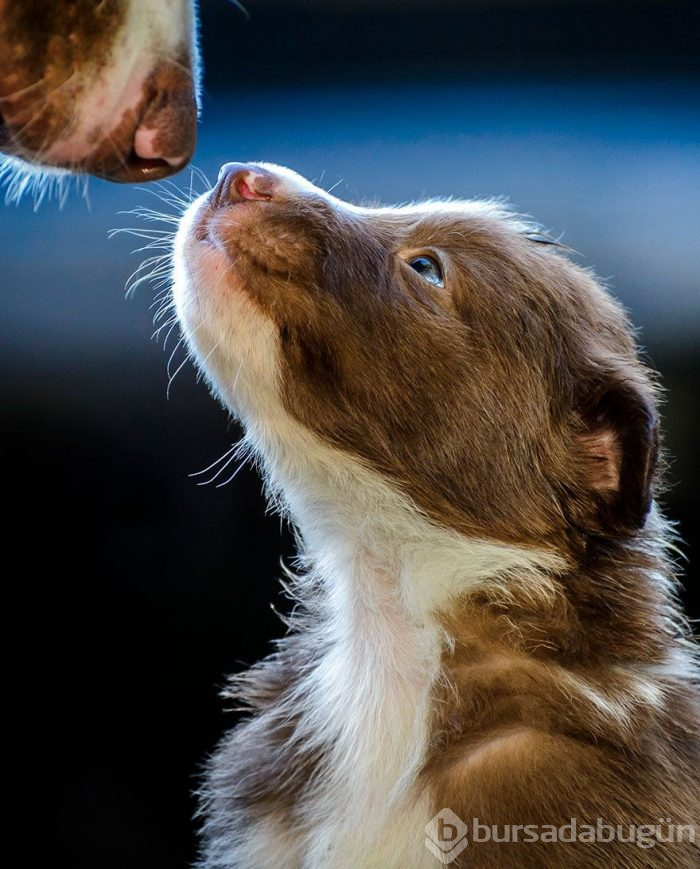 2019 Köpek Fotoğrafçıları Yarışması'nın kazananları