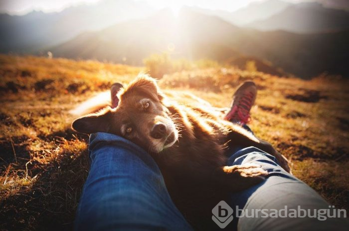 2019 Köpek Fotoğrafçıları Yarışması'nın kazananları