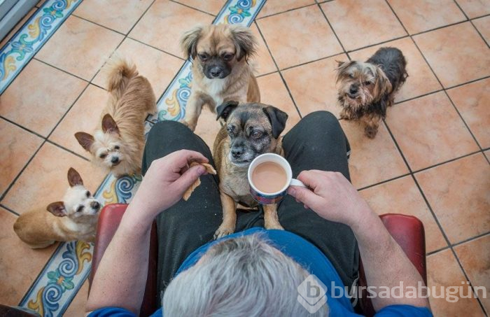 2019 Köpek Fotoğrafçıları Yarışması'nın kazananları