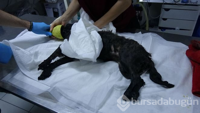 Otomobile bırakıp gittiği köpek nefessiz kaldı