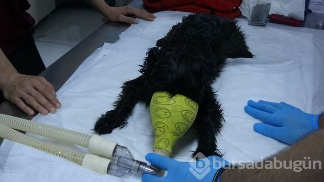 Otomobile bırakıp gittiği köpek nefessiz kaldı
