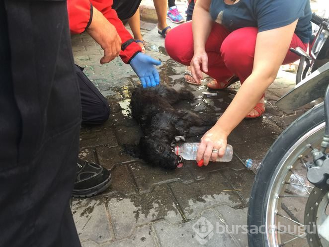 Otomobile bırakıp gittiği köpek nefessiz kaldı