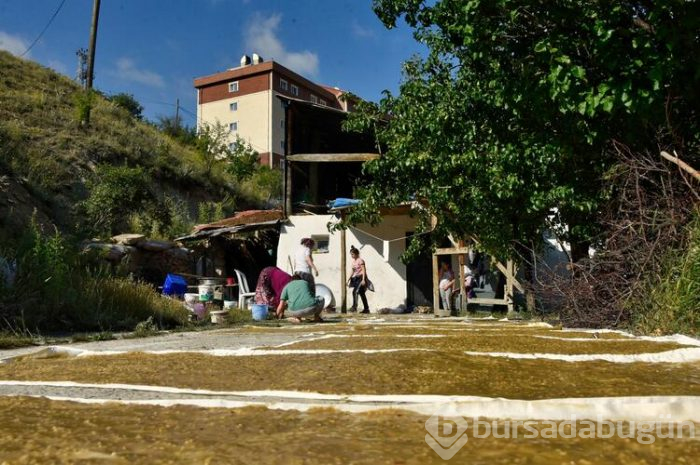 Gümüşhane'de 2 aylık pestil mesaisi başladı kara kazanlar dut pestili için yandı
